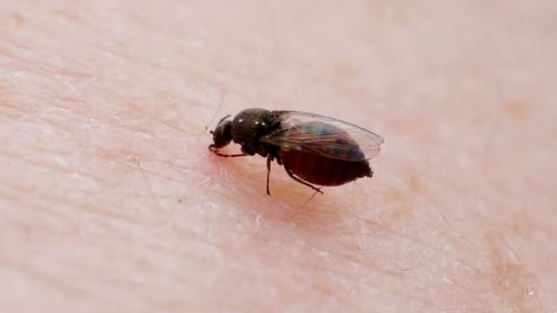 ES registra primeira morte por Febre Oropouche; caso é o 4° confirmado no país