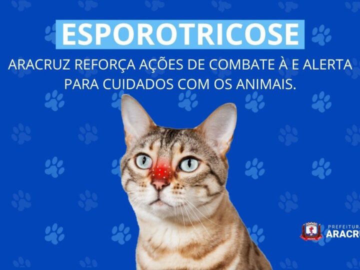 Esporotricose avança em Aracruz e acende alerta para cuidados com gatos e humanos