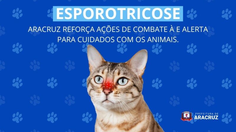 Esporotricose avança em Aracruz e acende alerta para cuidados com gatos e humanos
