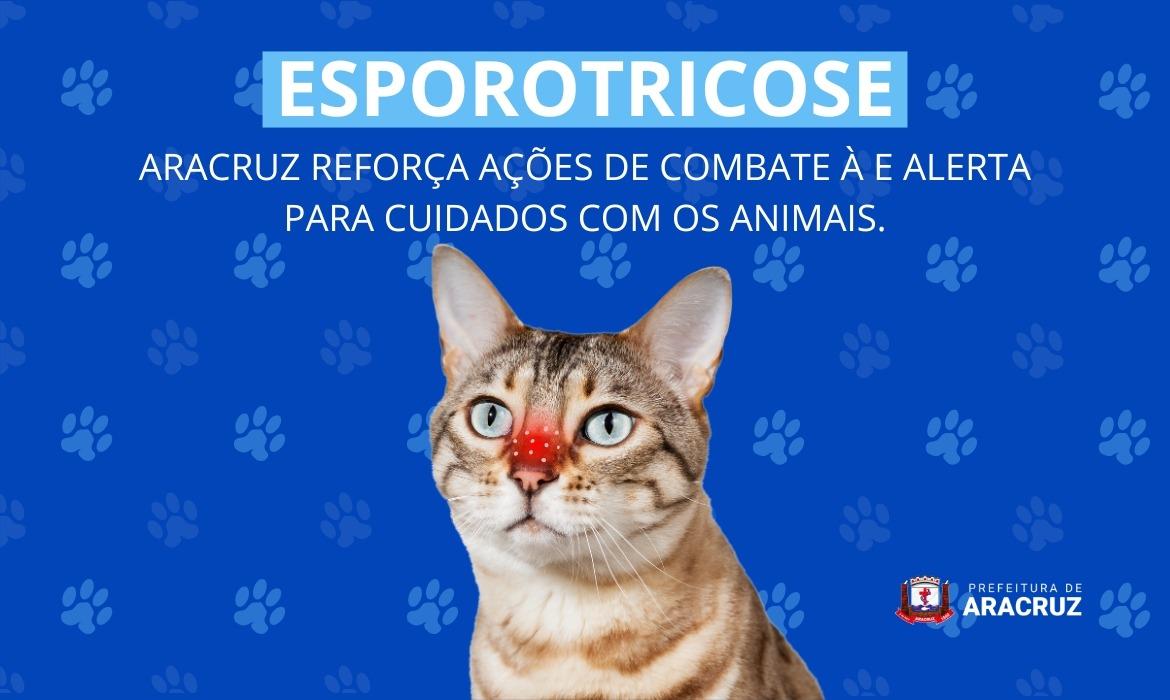 Esporotricose avança em Aracruz e acende alerta para cuidados com gatos e humanos